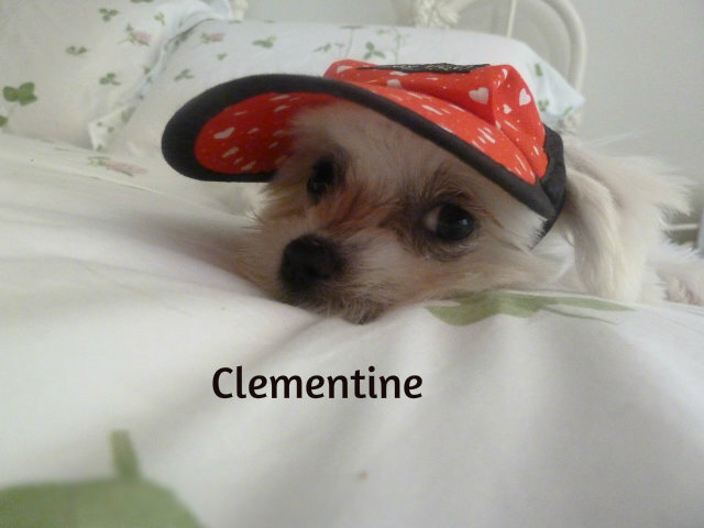 Dog Hat Made in Australia