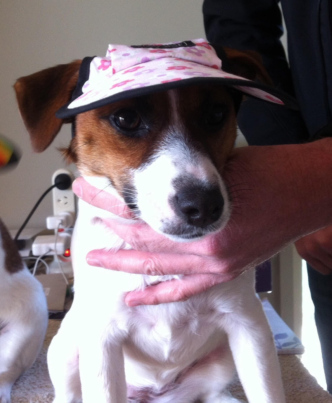 Dog Hat Daisy