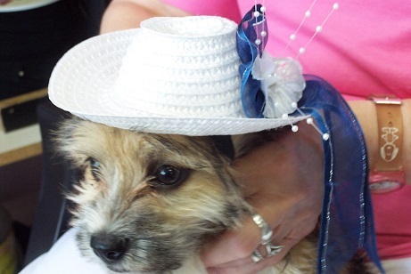 Dog hat Fascinator Nunnee