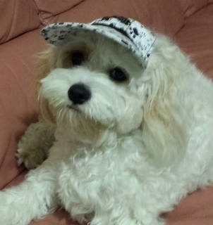Dog Hat Daisy