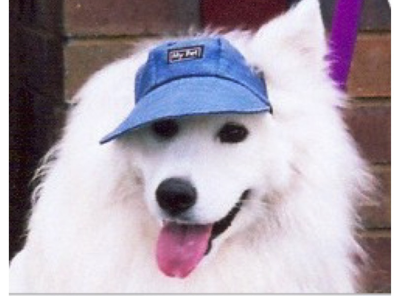 Dog Hat Oscar