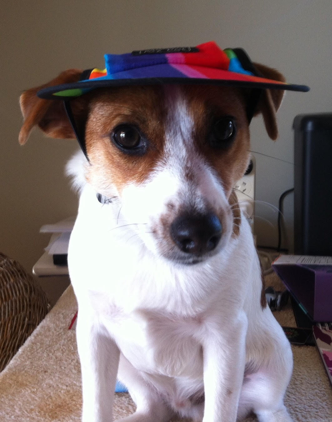 Dog Hat #Rainbow