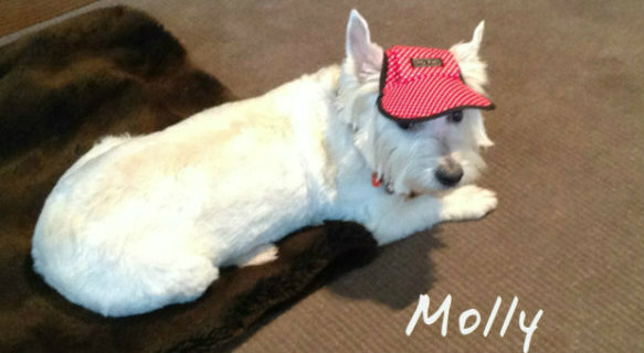 Dog Hat made in Australia by My Pet