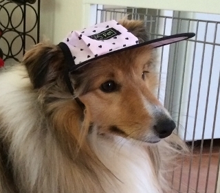 Dog Hat #339