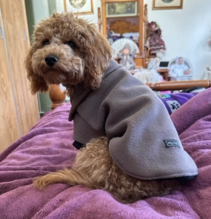 Cavoodle in fleece dog jumper by My Pet