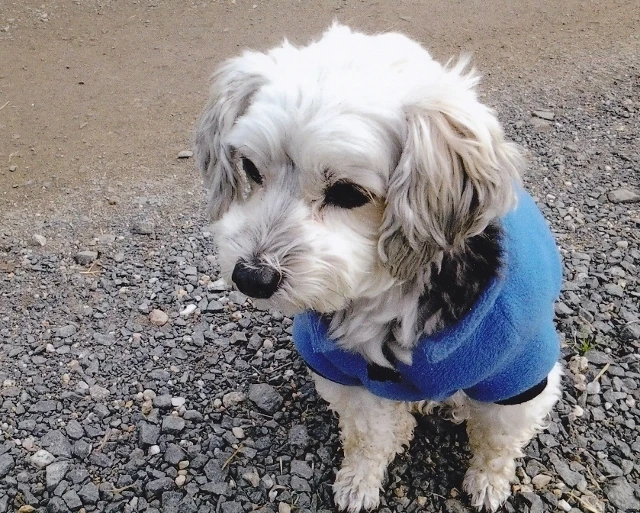 fleecy jumper made in Australia by My Pet