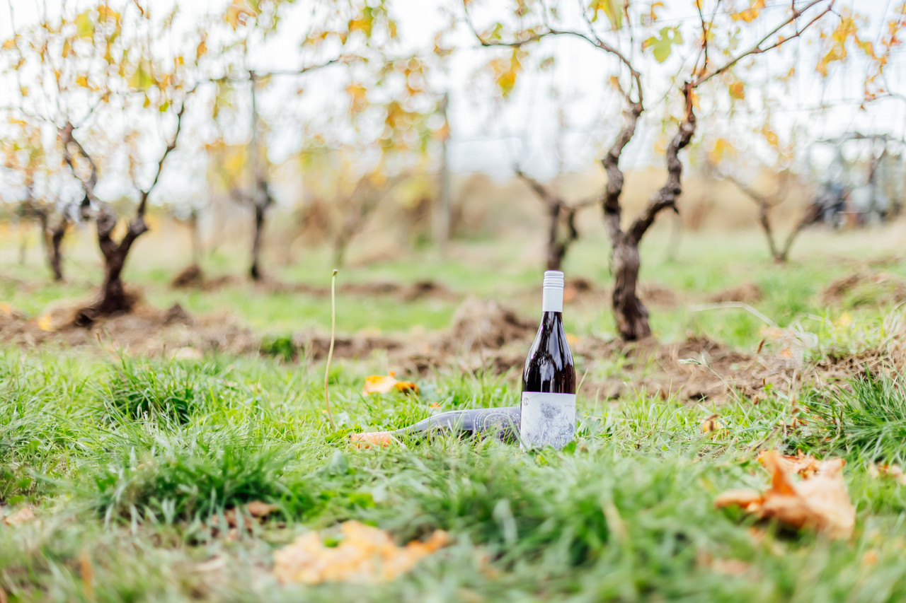 A bottle of wine in a vineyard in Martinborough