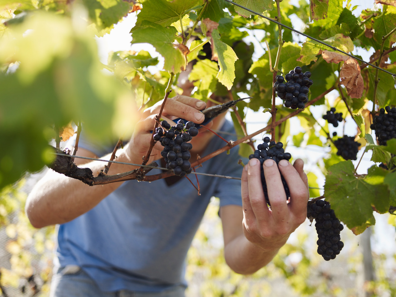 Man harvesting grapes