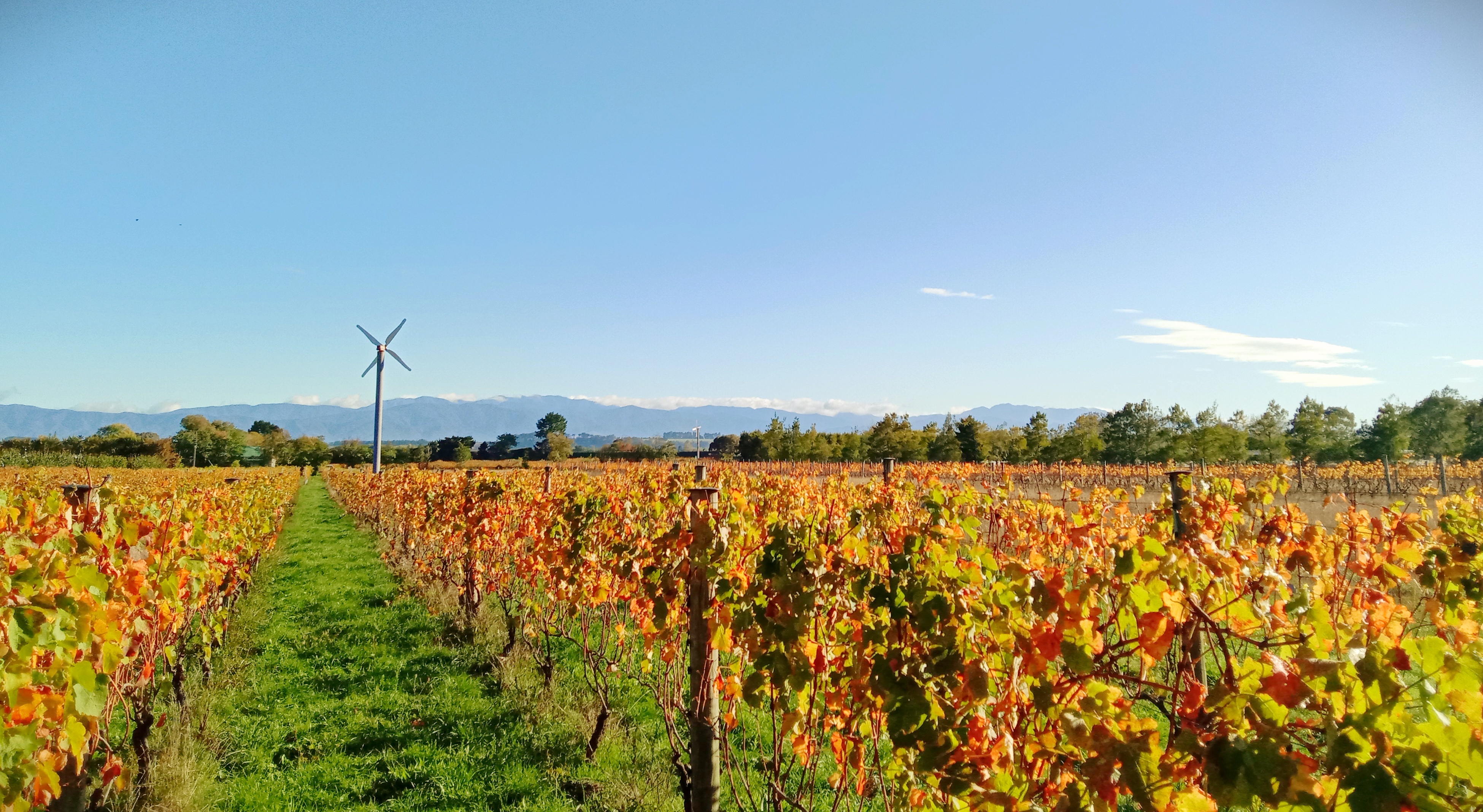 autumn-vineyard.jpg