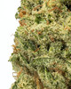 OZ- Cherry Papaya- Living Soil- High THCa 27.374%- Indica