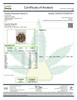 In-House Gorilla Glue #4- Hydro- High THCa 30.274%- Indica