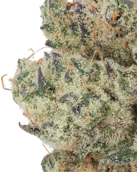 THCa Chimera Indoor Hydro