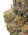 THCa Melted Strawberries Indoor Living Soil