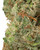 THCa Bananaconda Indoor Living Soil