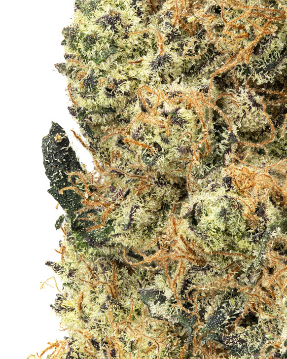 Detroit Muscle- Living Soil- High THCa 29.159%- Hybrid