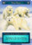 Polar Bears  - Alpha