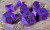 Forged Gaming: Forged Lore Polished Purple with Blue Mica 7-Piece Metal Dice Set