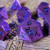 Forged Gaming: Forged Lore Polished Purple with Blue Mica 7-Piece Metal Dice Set