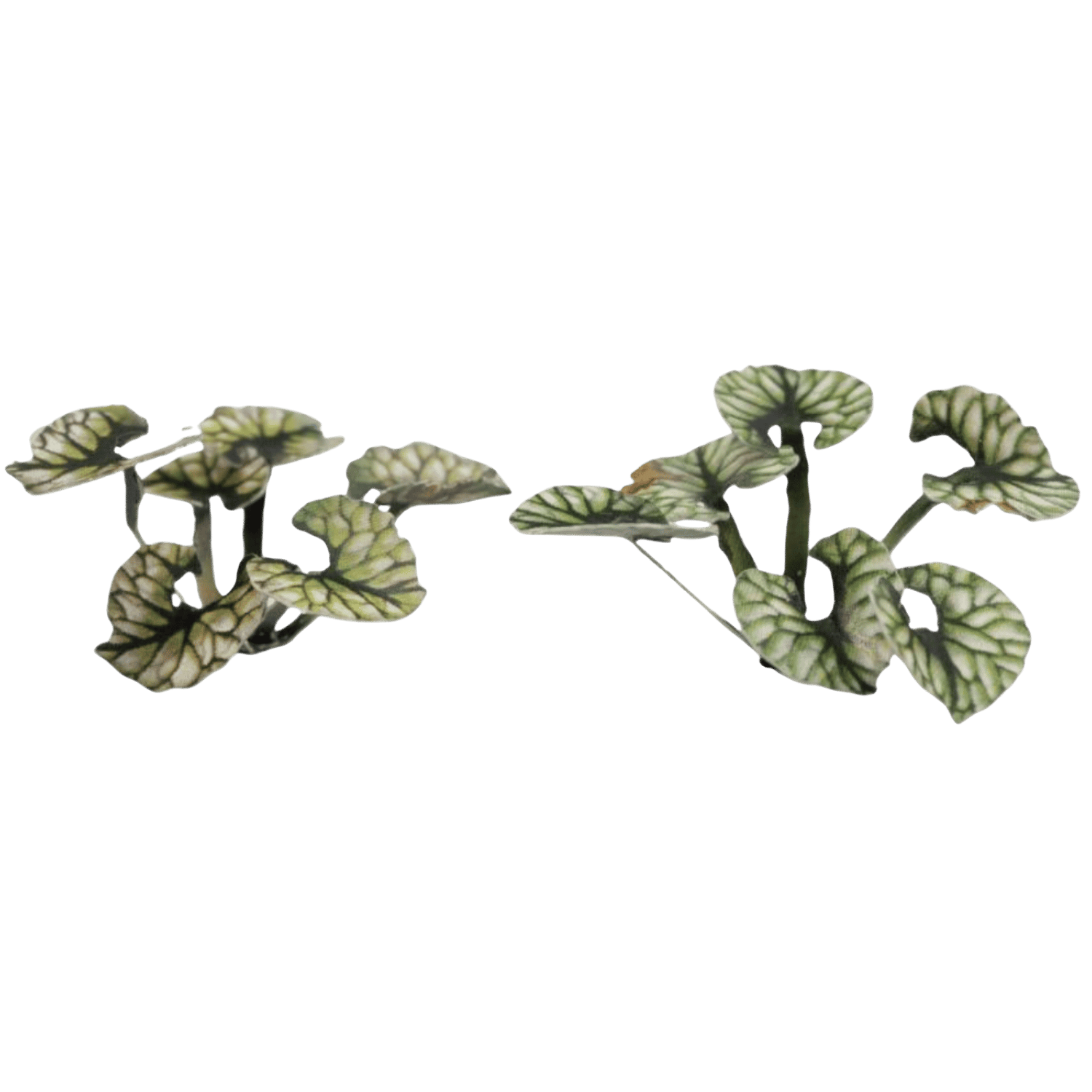 Gamers Grass Laser Plants Bugloss