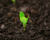 Contribute To PureOS Development Costs