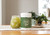 Moringa Powder