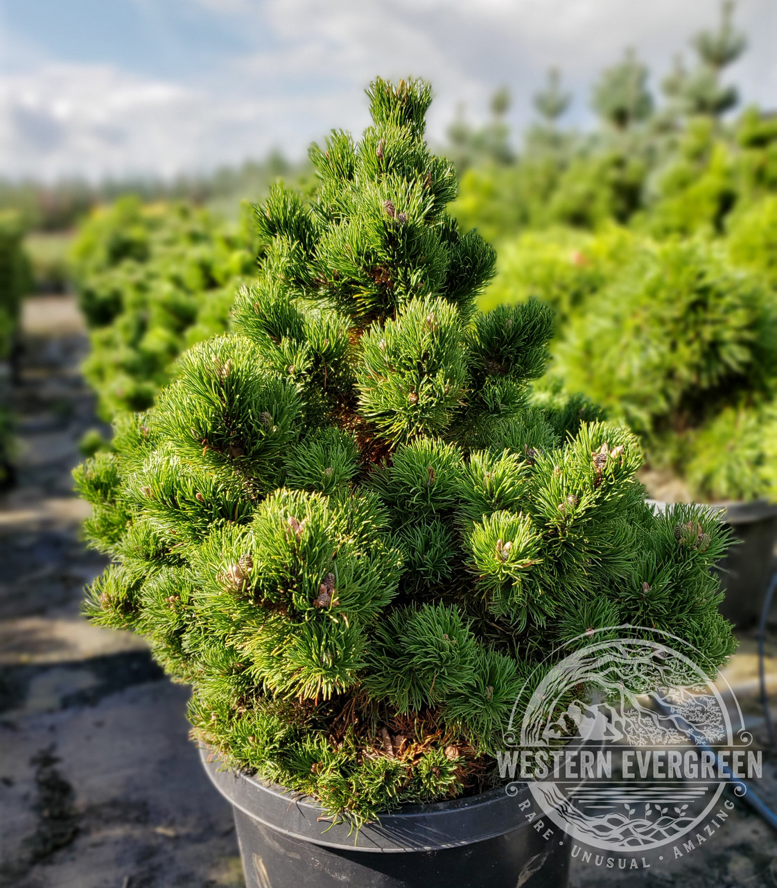 Miniature Pine tree - Green Meadow Growers