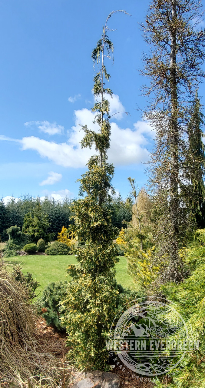 Chamaecyparis nootkatensis 'Sparkling Arrow' - Alaskan Cedar