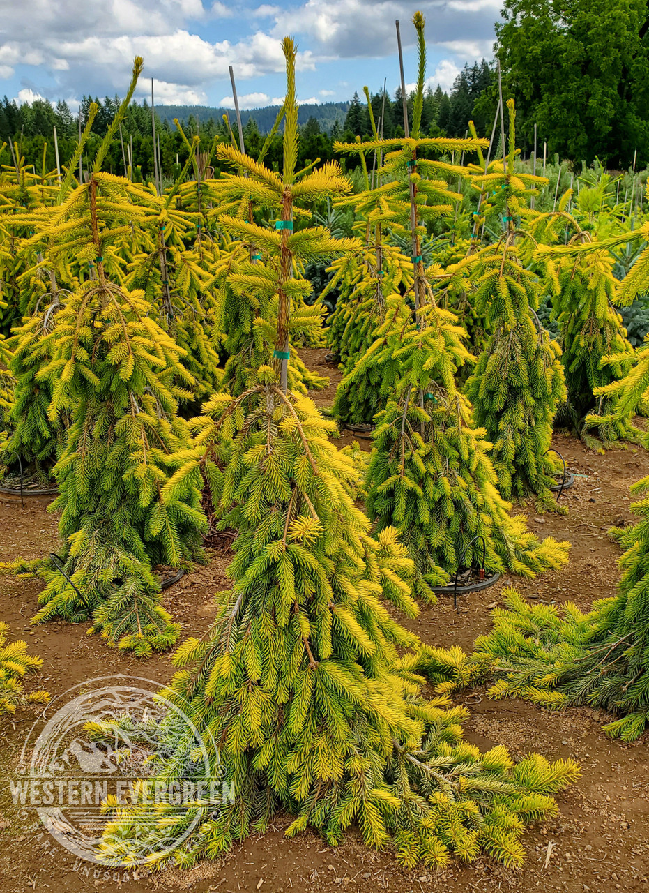 Picea abies 'Gold Drift' - Norway Spruce | Western Evergreen