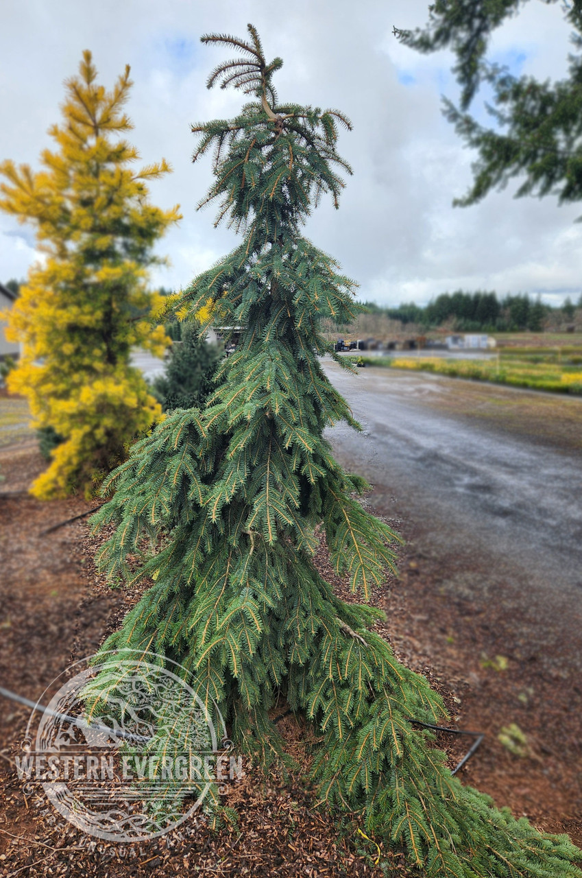 Picea pungens 'Hugo's Weeping' - Colorado Spruce | Western Evergreen