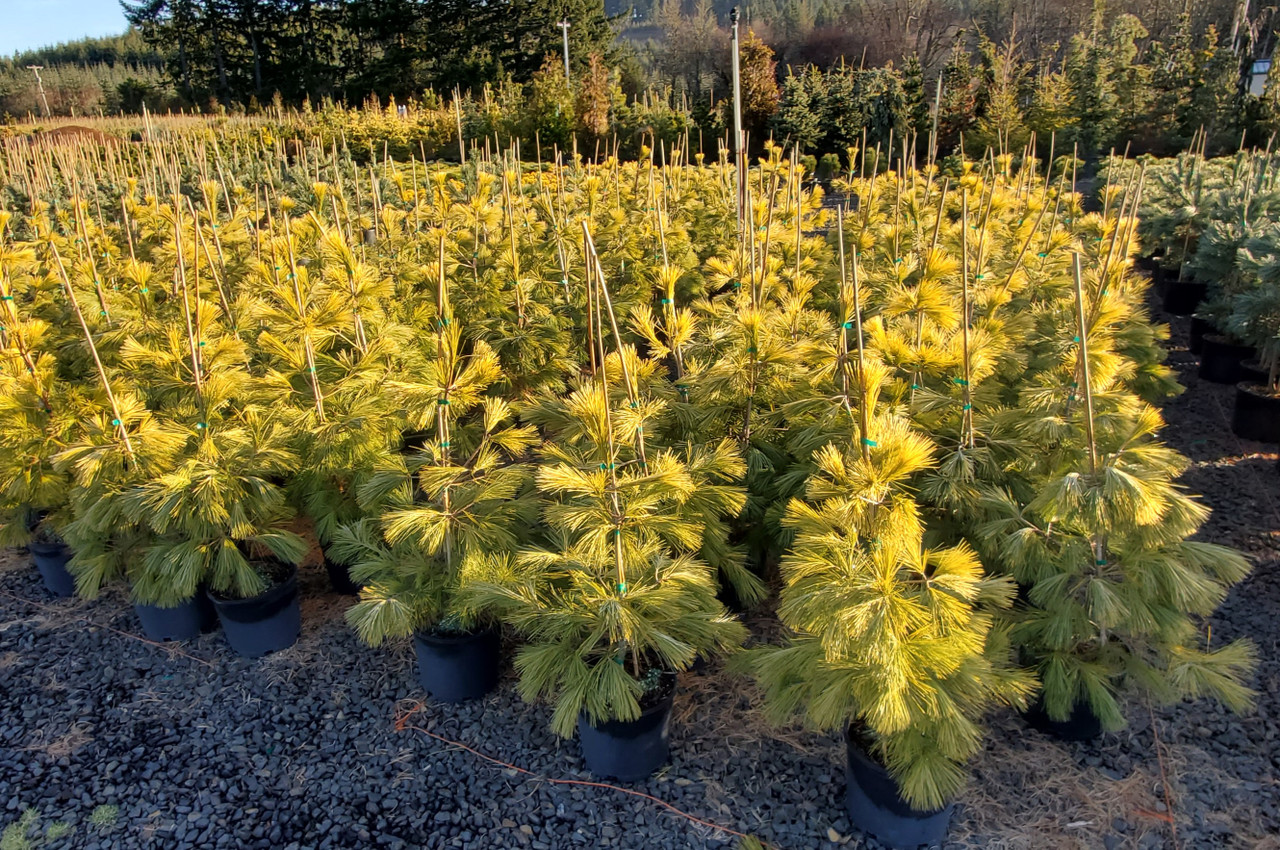 Pinus strobus &lsquo;Louie&rsquo; - Eastern White Pine | Western Evergreen