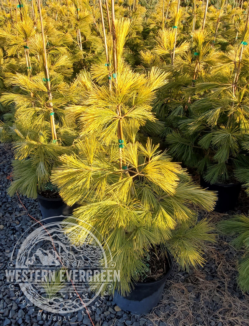 Pinus strobus &lsquo;Louie&rsquo; - Eastern White Pine | Western Evergreen