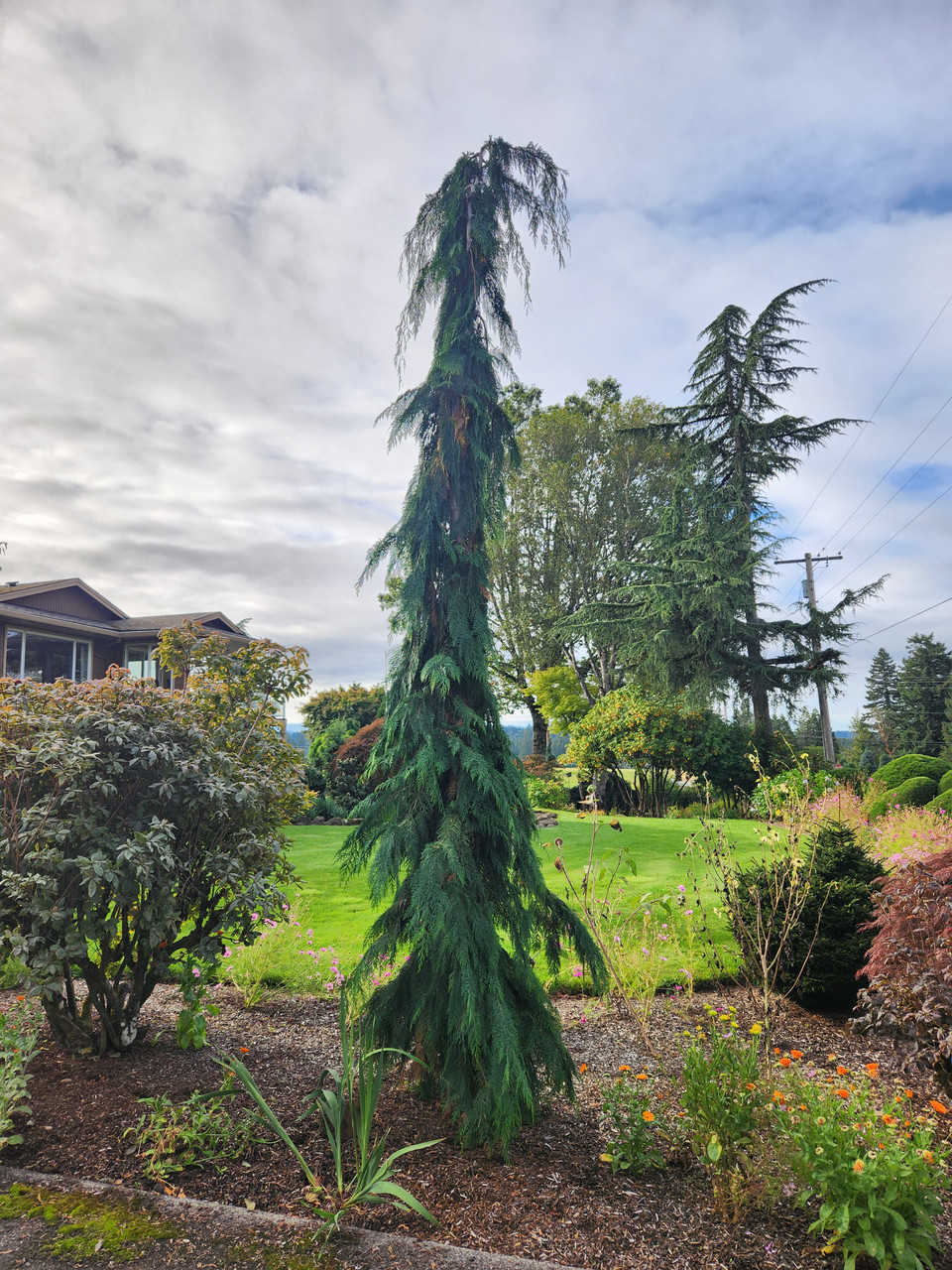 tirzepatide cypress Chamaecyparis lawsoniana 'Filip's Tearful' - Lawson Cypress