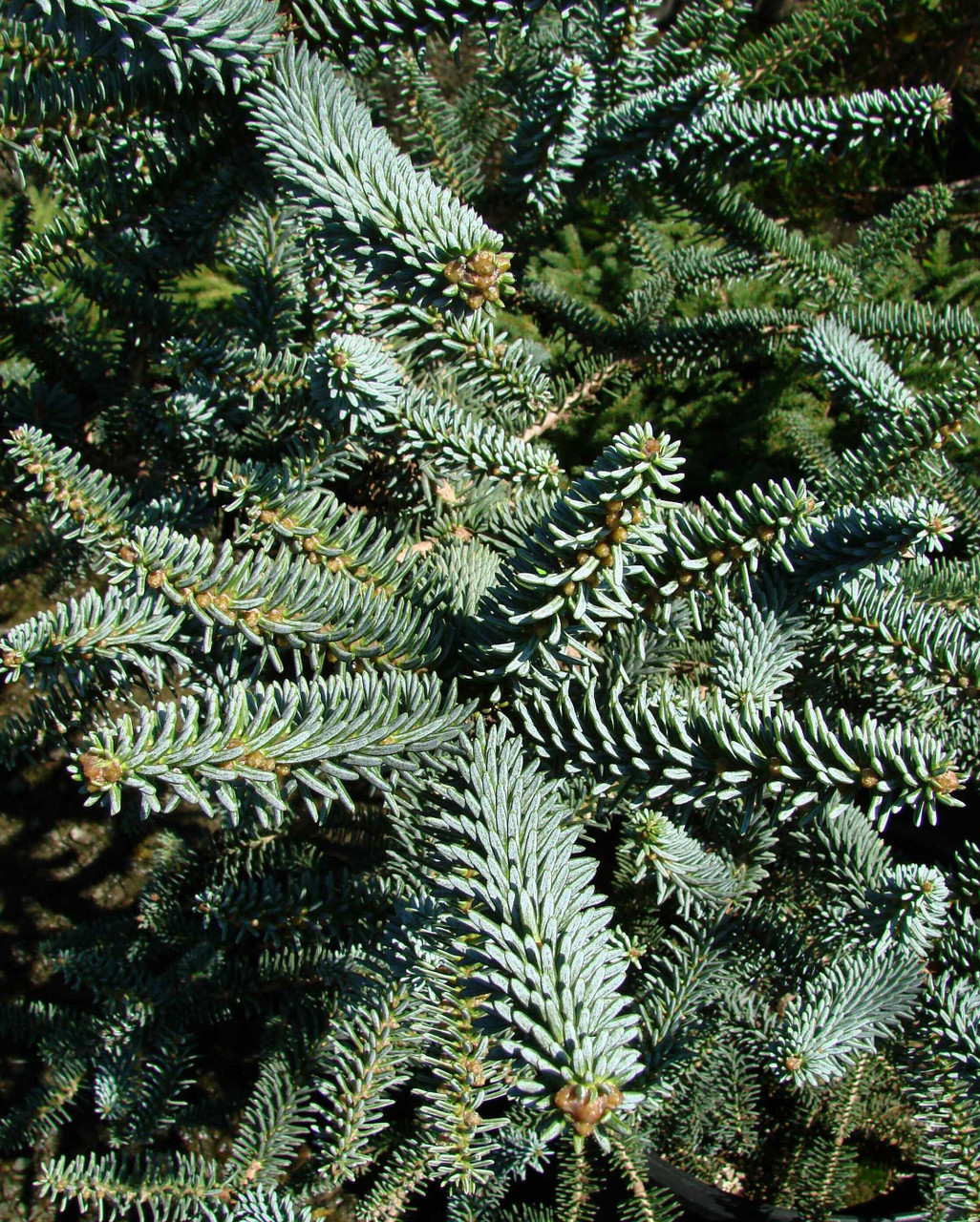 Abies pinsapo 'Aurea' - Spanish Fir | Western Evergreen