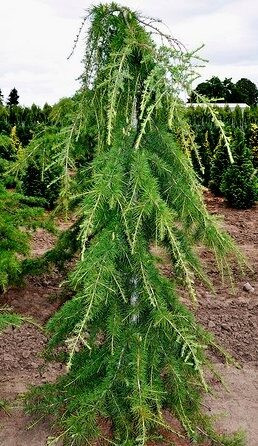 Cedrus libani 'Beacon Hill' - Libani Cedar | Western Evergreen