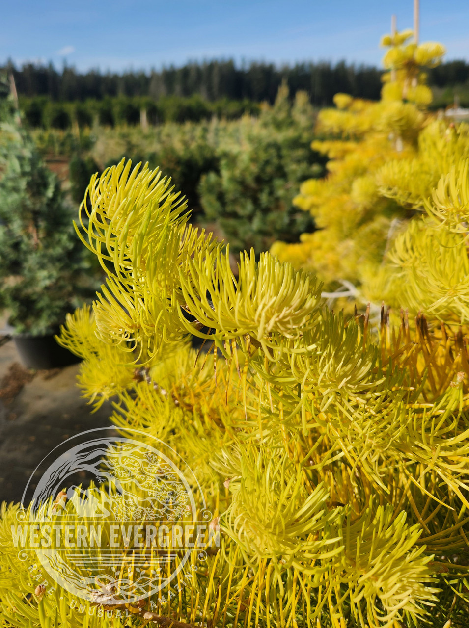Spring Blaze Fir Abies concolor 'Spring Blaze' - White Fir | Western Evergreen
