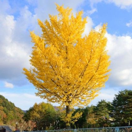 Ginkgo biloba 'Autumn Gold'  - Maidenhair Tree | Western Evergreen
