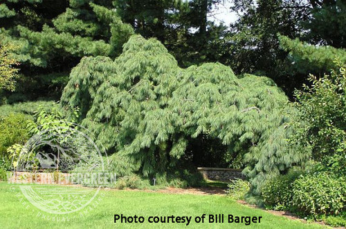 Abies alba 'Pendula' - Weeping Silver Fir | Western Evergreen