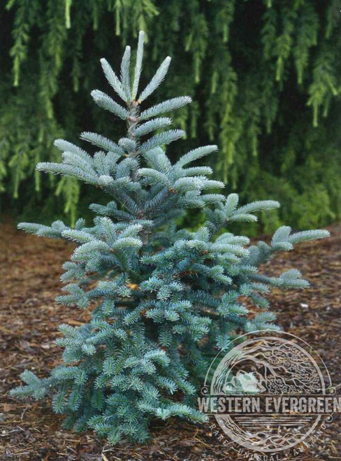 Abies balsamea 'Tyler Blue' Balsam Fir | Western Evergreen