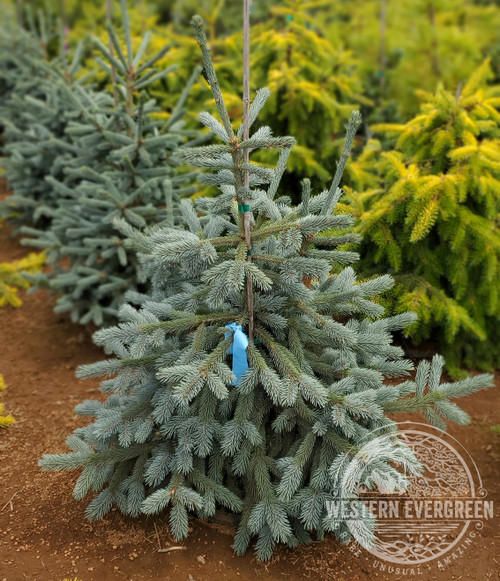 Picea abies 'Pauls Select' - Norway Spruce | Western Evergreen