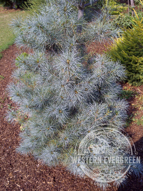 Pinus strobus 'Blue Clovers' - Eastern White Pine | Western Evergreen