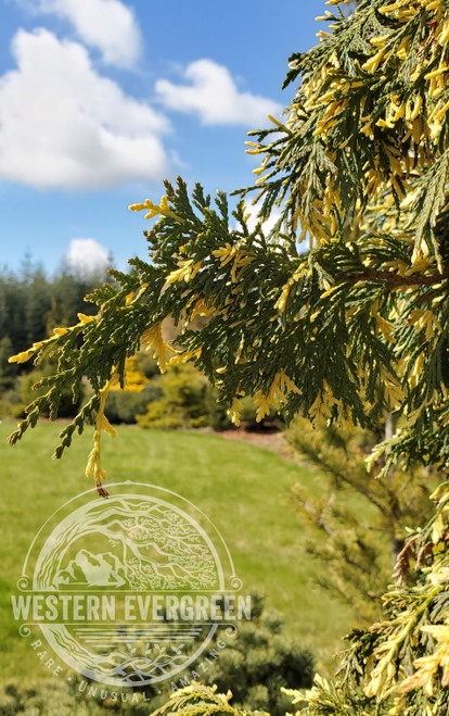 Chamaecyparis nootkatensis 'Sparkling Arrow' - Alaskan Cedar