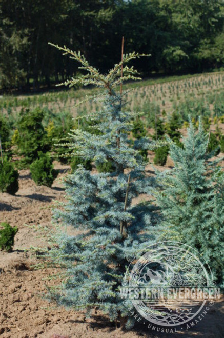 Cedrus atlantica 'Horstmann' Cedrus atlantica 'Horstmann'