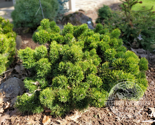 Pinus mugo 'Jakobsen' - Rare Mugo Pine | Western Evergreen