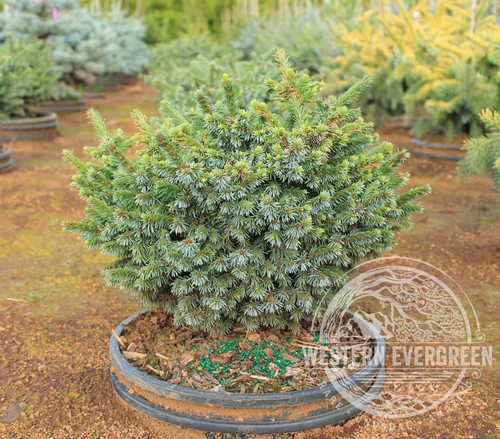 Picea omorika 'Pimoko' - Dwarf Serbian Spruce | Western Evergreen Picea omorika 'Pimoko' - Dwarf Serbian Spruce | Western Evergreen