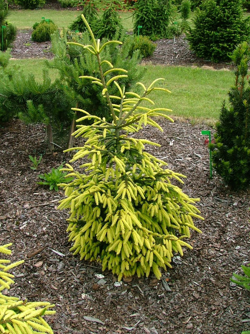Picea orientalis 'Early Gold' - Oriental Spruce | Western Evergreen Picea orientalis 'Early Gold' - Oriental Spruce | Western Evergreen