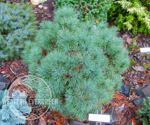 Western Evergreen Pinus strobus Sea Urchin - Thumbnail 2
