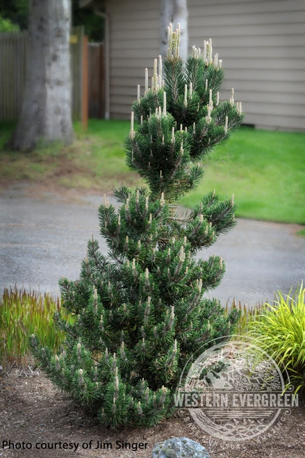 Pinus thunbergii 'Koto buki' - Japanese Black Pine | Western Evergreen