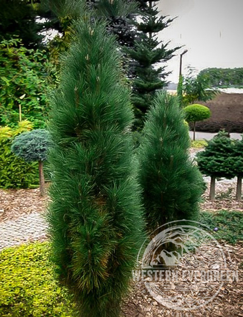 Pinus nigra 'Green Tower' - Narrow Austrian Pine | Western Evergreen