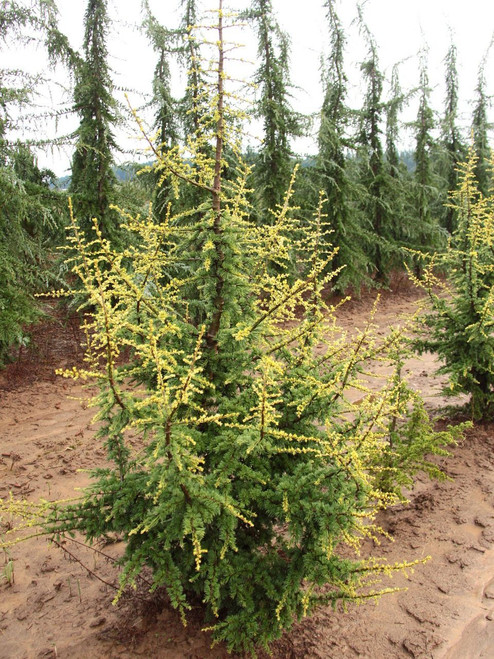 Cedrus atlantica 'Silberspitz' -  Atlas Cedar | Western Evergreen