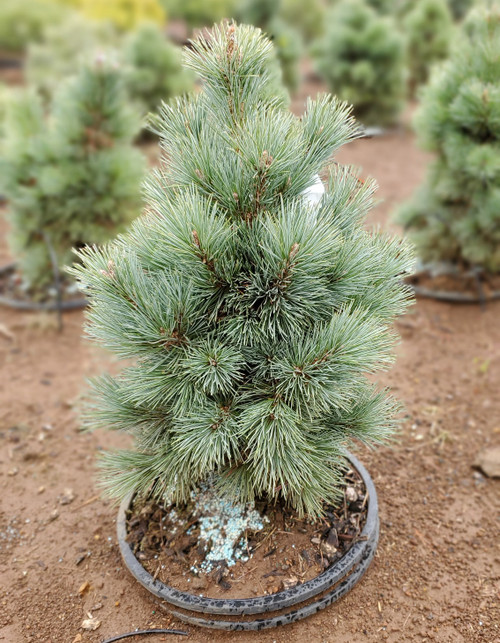 Pinus strobiformis 'Loma Linda' - Southwestern White Pine | Western ...